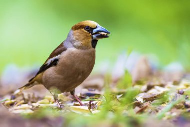 Sevimli küçük kuş Hawfinch. Hawfinch yerde besleniyor. Yeşil doğa arka planı. Kuş: Hawfinch. Coccothraustes coccothraustes.