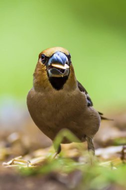 Sevimli küçük kuş Hawfinch. Hawfinch yerde besleniyor. Yeşil doğa arka planı. Kuş: Hawfinch. Coccothraustes coccothraustes.