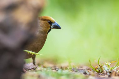 Sevimli küçük kuş Hawfinch. Hawfinch yerde besleniyor. Yeşil doğa arka planı. Kuş: Hawfinch. Coccothraustes coccothraustes.
