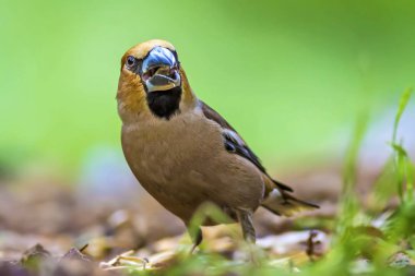 Sevimli küçük kuş Hawfinch. Hawfinch yerde besleniyor. Yeşil doğa arka planı. Kuş: Hawfinch. Coccothraustes coccothraustes.