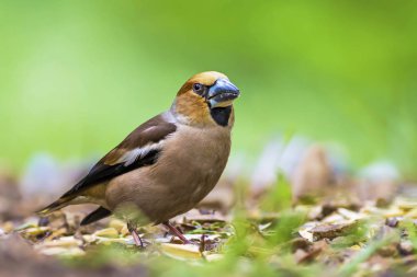Sevimli küçük kuş Hawfinch. Hawfinch yerde besleniyor. Yeşil doğa arka planı. Kuş: Hawfinch. Coccothraustes coccothraustes.