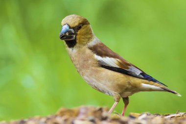 Sevimli küçük kuş Hawfinch. Hawfinch yerde besleniyor. Yeşil doğa arka planı. Kuş: Hawfinch. Coccothraustes coccothraustes.
