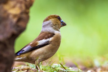 Sevimli küçük kuş Hawfinch. Hawfinch yerde besleniyor. Yeşil doğa arka planı. Kuş: Hawfinch. Coccothraustes coccothraustes.