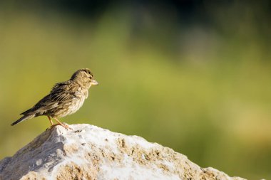 Doğa ve kuşlar. Renkli doğa habitat arka plan. 