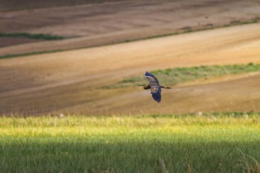 Doğa ve kuş. Balıkçıl. Mor ot. Renkli doğa habitat arka plan.