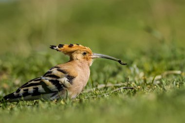 Hoopoe avlanıyor. Yeşil doğa arka planı. Avrasya Hoopoe 