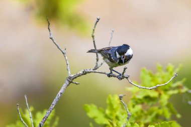 Sevimli küçük kuş. Doğa arka planı. Park, bahçe orman kuşu: Kömür meyonu. 