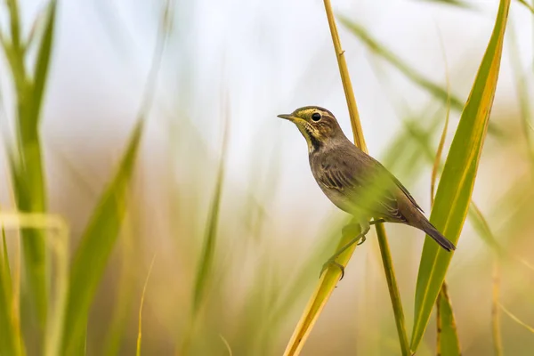 Natur Och Fåglar Natur Habitat Bakgrund — Stockfoto