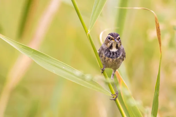 Natur Och Fåglar Natur Habitat Bakgrund — Stockfoto