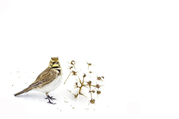 Φύση Και Πουλιά Περιβάλλον Περιβάλλοντος — Φωτογραφία Αρχείου