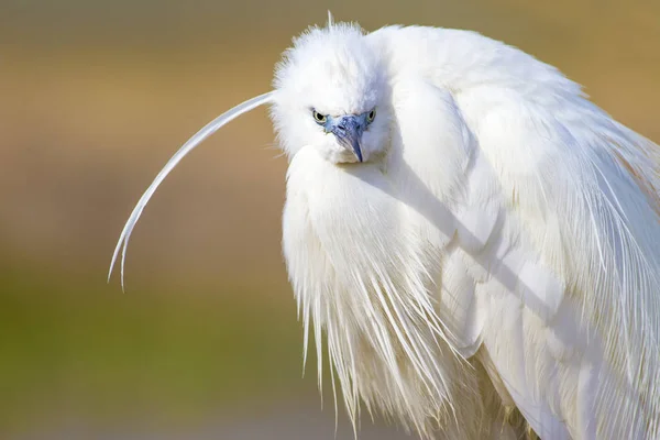 Bílý Býk Barevný Přírodní Pozadí Ptáček Malý Egret Tgretta Garzetta — Stock fotografie