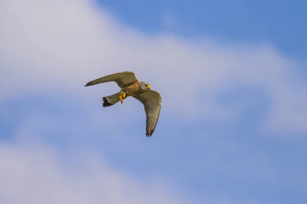 Létající Sokol Lovím Modrá Obloha Pozadí Ptáček Poštolka Falco Naumanni — Stock fotografie