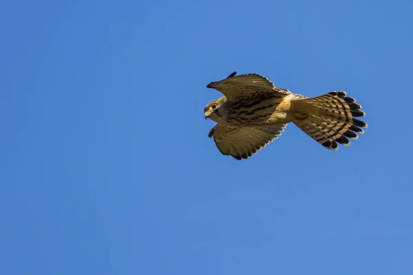 Falcão Voador Com Caça Fundo Azul Céu Pássaro Menos Kestrel — Fotografia de Stock