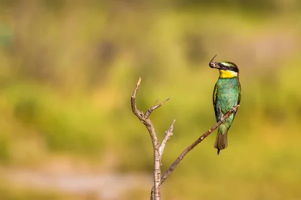 Colorful bird. Nature background. Bird: European Bee eater. Merops apiaster.