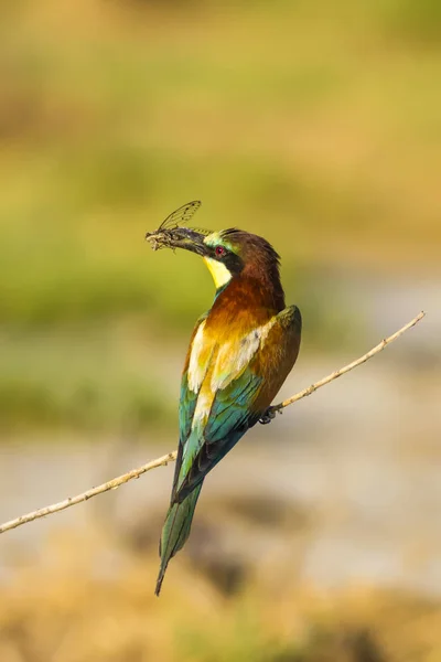 Colorful bird. Nature background. Bird: European Bee eater. Merops apiaster.