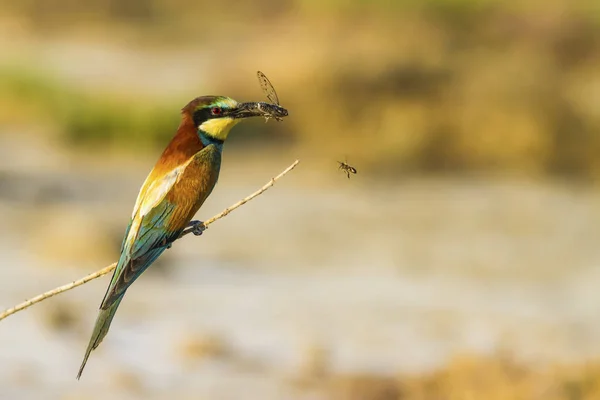 Colorful bird. Nature background. Bird: European Bee eater. Merops apiaster.