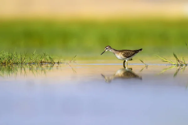 Wetland and birds. Colorful nature habitat background.