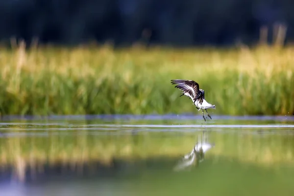 Wetland Ptáci Barevné Pozadí Přírodních Stanovišť — Stock fotografie