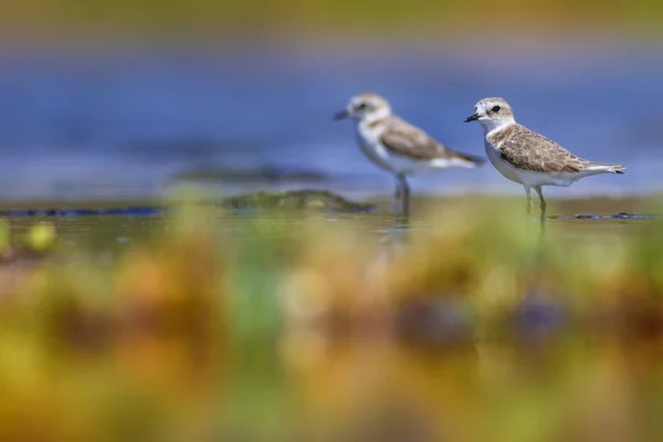 Wetland Vogels Kleurrijke Natuur Habitat Achtergrond — Stockfoto