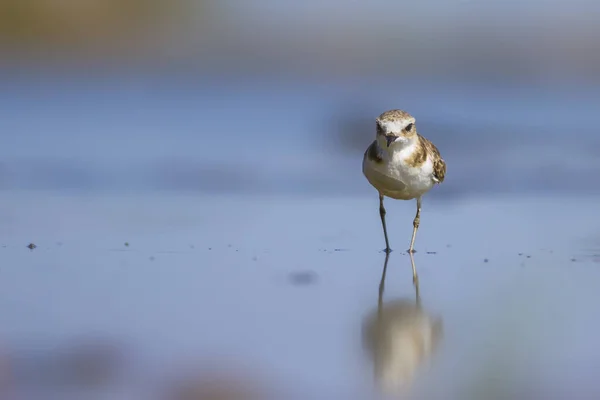 Wetland Vogels Kleurrijke Natuur Habitat Achtergrond — Stockfoto