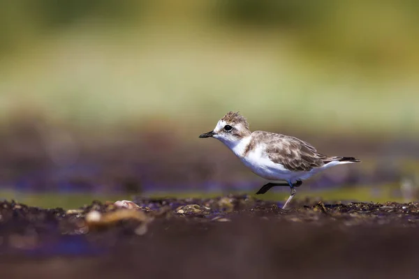 Wetland Vogels Kleurrijke Natuur Habitat Achtergrond — Stockfoto