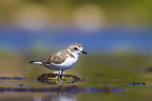 Wetland Vogels Kleurrijke Natuur Habitat Achtergrond — Stockfoto