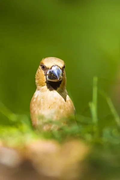 Lindo Pajarito Hawfinch Hawfinch Está Alimentando Suelo Fondo Naturaleza Verde — Foto de Stock