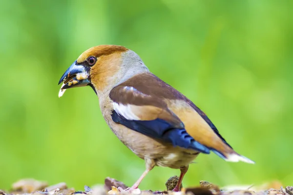 Cute little bird Hawfinch. Hawfinch is feeding on the ground. Green nature background. Bird: Hawfinch. Coccothraustes coccothraustes.