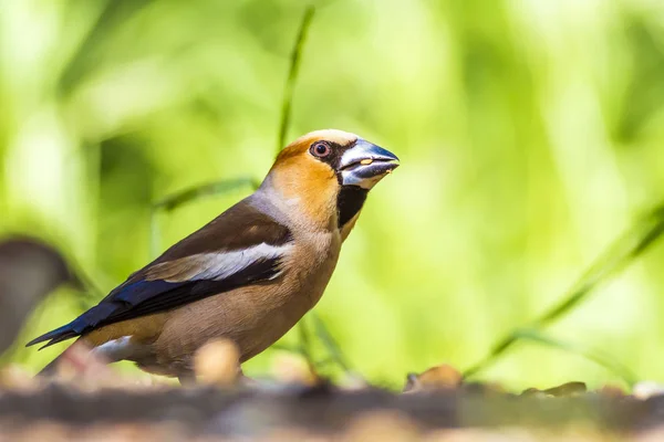 Cute little bird Hawfinch. Hawfinch is feeding on the ground. Green nature background. Bird: Hawfinch. Coccothraustes coccothraustes.