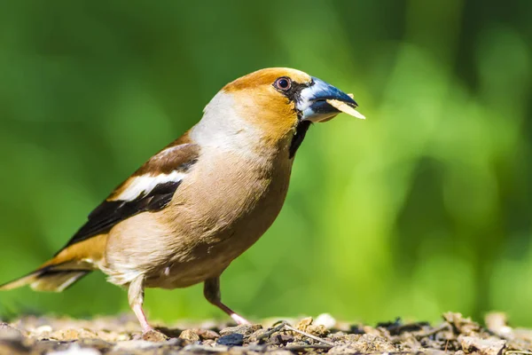 Cute little bird Hawfinch. Hawfinch is feeding on the ground. Green nature background. Bird: Hawfinch. Coccothraustes coccothraustes.