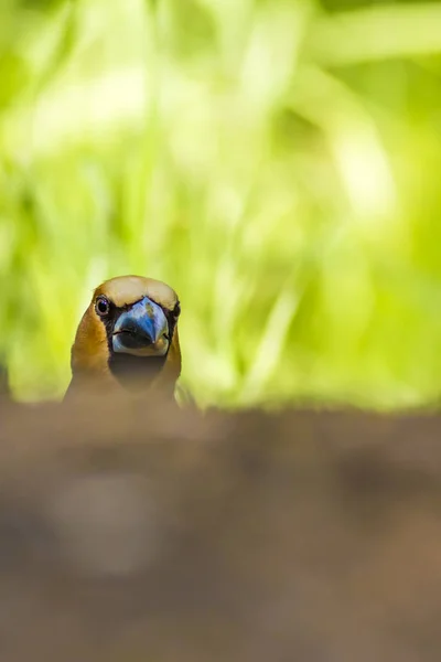 Roztomilá Ptáčku Hawfinchi Hawfinch Krmí Zemi Zelené Přírodní Pozadí Pták — Stock fotografie