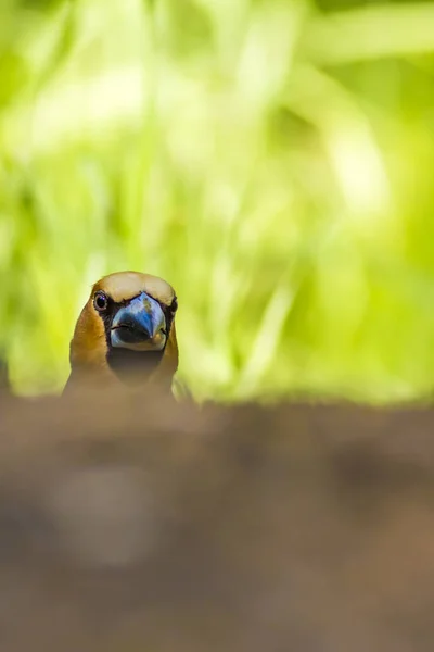 Passarinho Bonito Hawfinch Hawfinch Está Alimentar Chão Fundo Natureza Verde — Fotografia de Stock