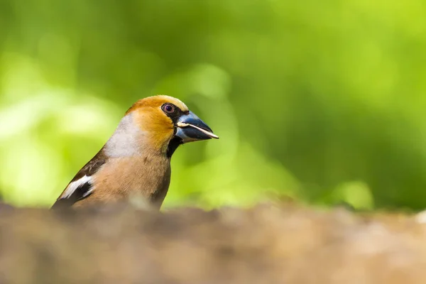 Lindo Pajarito Hawfinch Hawfinch Está Alimentando Suelo Fondo Naturaleza Verde — Foto de Stock