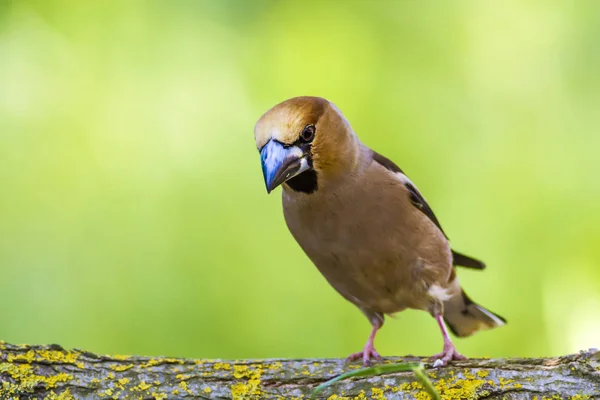 Söt Liten Fågel Hawfinch Hawfinch Äter Marken Grön Natur Bakgrund — Stockfoto