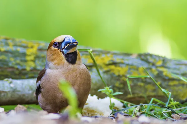 Sevimli küçük kuş Hawfinch. Hawfinch yerde besleniyor. Yeşil doğa arka planı. Kuş: Hawfinch. Coccothraustes coccothraustes.