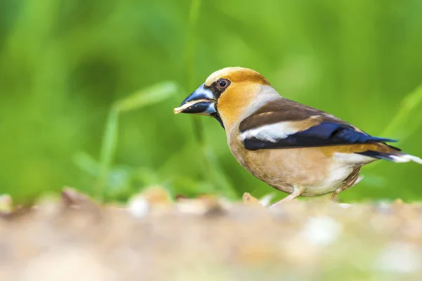 Passarinho Bonito Hawfinch Hawfinch Está Alimentar Chão Fundo Natureza Verde — Fotografia de Stock