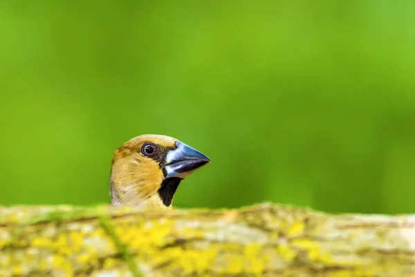 Carino Uccellino Hawfinch Hawfinch Nutre Terra Sfondo Verde Natura Uccello — Foto Stock