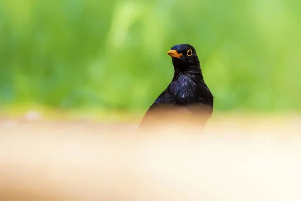 Природа Птицы Красочные Природные Среды Обитания — стоковое фото