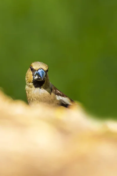 Niedlichen Kleinen Vogel Habicht Der Habichtsfink Ernährt Sich Boden Hintergrund — Stockfoto