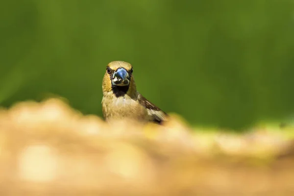 Aranyos Kis Madár Hawfinch Hawfinch Földön Táplálkozott Zöld Természetű Háttér — Stock Fotó