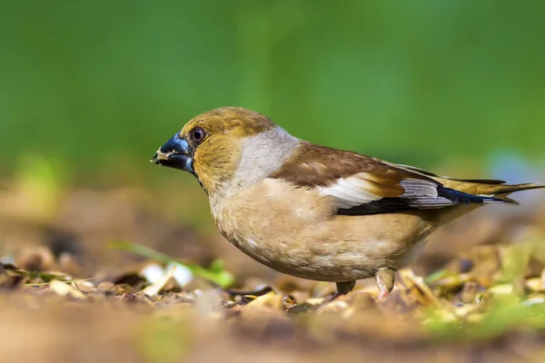 Passarinho Bonito Hawfinch Hawfinch Está Alimentar Chão Fundo Natureza Verde — Fotografia de Stock