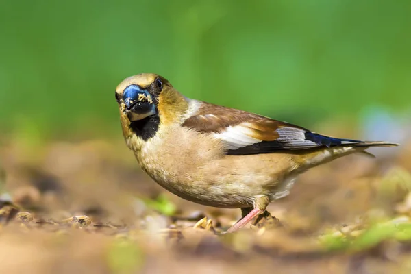 Passarinho Bonito Hawfinch Hawfinch Está Alimentar Chão Fundo Natureza Verde — Fotografia de Stock