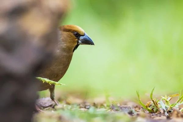 Cute little bird Hawfinch. Hawfinch is feeding on the ground. Green nature background. Bird: Hawfinch. Coccothraustes coccothraustes.