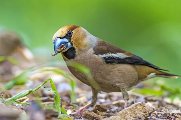 Cute little bird Hawfinch. Hawfinch is feeding on the ground. Green nature background. Bird: Hawfinch. Coccothraustes coccothraustes.