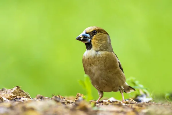 Cute little bird Hawfinch. Hawfinch is feeding on the ground. Green nature background. Bird: Hawfinch. Coccothraustes coccothraustes.