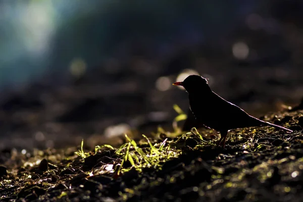 Природа Птахи Барвистий Фон Середовища Існування Природи — стокове фото