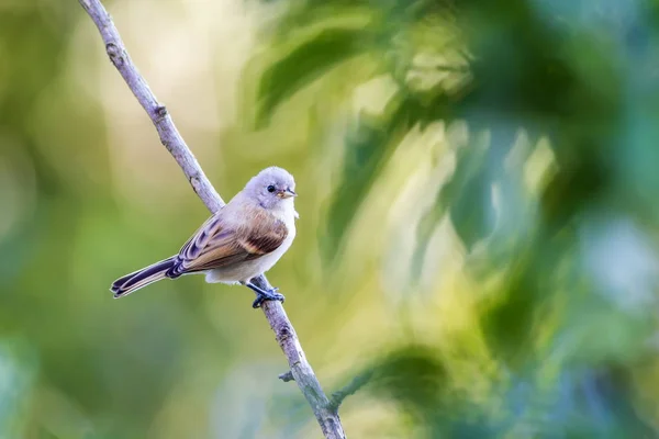 Nature Oiseaux Nature Colorée Fond Habitat — Photo