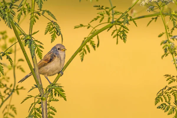 Природа Птицы Красочные Природные Среды Обитания — стоковое фото