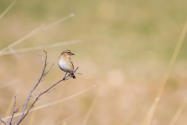 Doğa Kuşlar Renkli Doğa Habitat Arka Plan — Stok fotoğraf