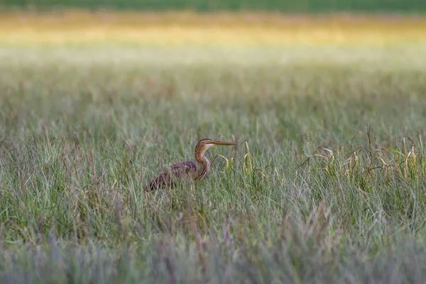 Doğa Kuş Balıkçıl Mor Renkli Doğa Habitat Arka Plan — Stok fotoğraf